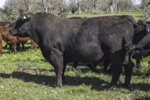 Perfil semental angus de izcala