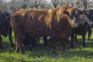 Perfil macho angus red