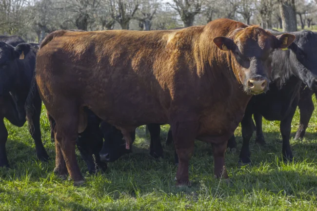 Perfil macho angus red