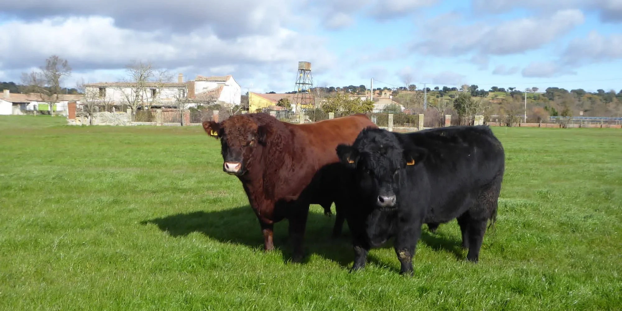 FEENAGH RED JACK y CERROSON ANNIE Ejemplares angus negro y rojo