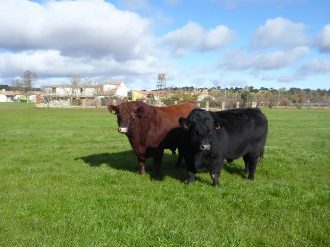 Ejemplares angus negro y rojo