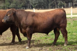 angus rojo argentino