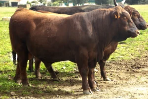 angus colorado rojo argentino