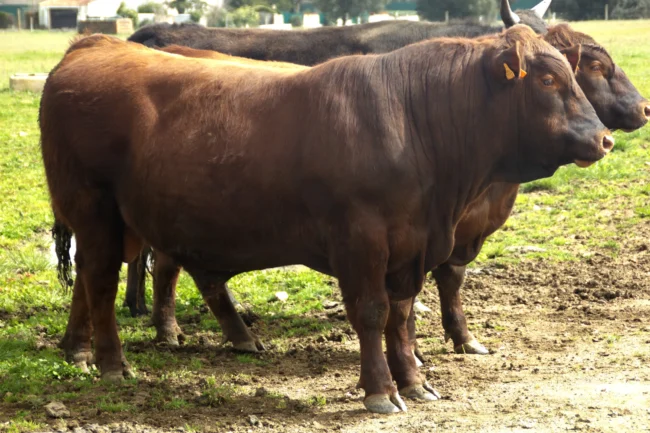 angus colorado rojo argentino